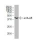 α1A-AR Antibody (4D8) - Western Blotting - Image 33665 