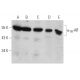α1A-AR Antibody (4D8) - Western Blotting - Image 366640