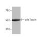 α1a Tubulin Antibody (7-RY28) - Western Blotting - Image 64808