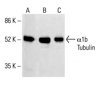 &alpha;1b Tubulin Antibody (1H10) - Western Blotting - Image 412832 
