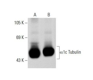 &alpha;1c Tubulin Antibody (MH-87) - Western Blotting - Image 57334 