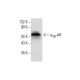 α2B-AR Antibody (C-4) - Western Blotting - Image 288520
