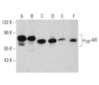 &alpha;<sub>2B</sub>-AR Antibody (C-4) - Western Blotting - Image 385192 
