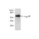 α2B-AR Antibody (G-9) - Western Blotting - Image 288521 
