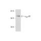 α2B-AR Antibody (G-9) - Western Blotting - Image 291068