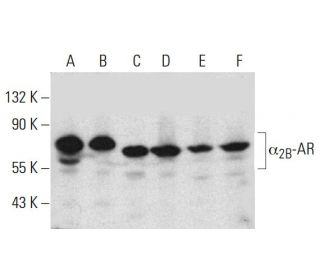 &alpha;<sub>2B</sub>-AR Antibody (G-9) - Western Blotting - Image 385187 