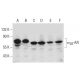 α2B-AR Antibody (G-9) - Western Blotting - Image 385187 
