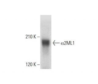 &alpha;2ML1 Antibody (G-8) - Western Blotting - Image 305748 