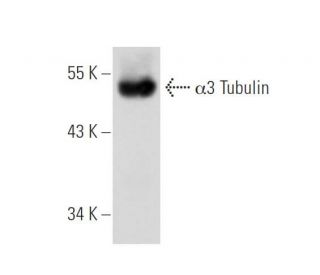 &alpha;3 Tubulin Antibody (10J1) - Western Blotting - Image 67531 
