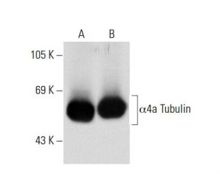&alpha;4a Tubulin Antibody (MH-17) - Western Blotting - Image 57333 
