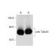 α4a Tubulin Antibody (MH-17) - Western Blotting - Image 57333 