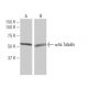 α4a Tubulin Antibody (MH-17) - Western Blotting - Image 64817 
