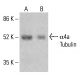 α4a Tubulin Antibody (MH-17) - Western Blotting - Image 412835