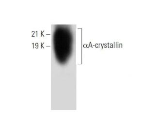 &alpha;A-crystallin Antibody (B-2) - Western Blotting - Image 303800 