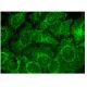 αA-crystallin Antibody (H-4) - Immunofluorescence - Image 304037 