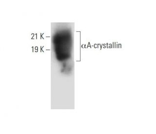 &alpha;A-crystallin Antibody (H-4) - Western Blotting - Image 303799 