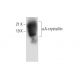αA-crystallin Antibody (H-4) - Western Blotting - Image 303799 