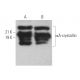 αA-crystallin Antibody (H-4) - Western Blotting - Image 373494