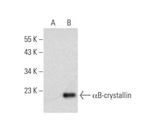 &alpha;B-crystallin Antibody (A-4) - Western Blotting - Image 144608