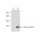 αB-crystallin Antibody (A-4) - Western Blotting - Image 144608
