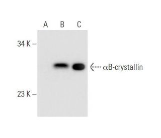 &alpha;B-crystallin Antibody (A-7) - Western Blotting - Image 68439 