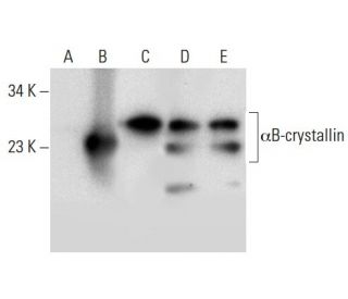 &alpha;B-crystallin Antibody (C-5) - Western Blotting - Image 300601 