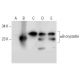 αB-crystallin Antibody (C-5) - Western Blotting - Image 300601 