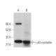 αB-crystallin Antibody (C-5) - Western Blotting - Image 360684 