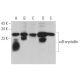 αB-crystallin Antibody (C-5) - Western Blotting - Image 361931