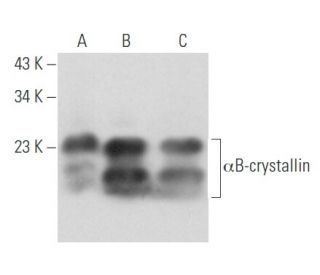 &alpha;B-crystallin Antibody (C-8) - Western Blotting - Image 356684 