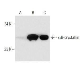 &alpha;B-crystallin Antibody (F-10) - Western Blotting - Image 68435 