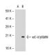 αC-crystallin Antibody (2H5) - Western Blotting - Image 39364