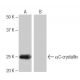 αC-crystallin Antibody (PL-A11) - Western Blotting - Image 64820