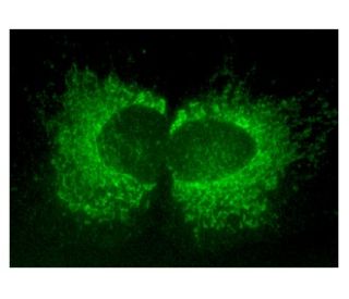 ALR Antibody (C-3) - Immunofluorescence - Image 159707 