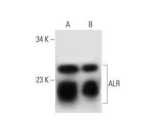ALR Antibody (E-7) - Western Blotting - Image 291042 