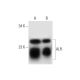 ALR Antibody (E-7) - Western Blotting - Image 291042 