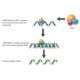 siRNA binds RISC (RNA-induced silencing complex) 