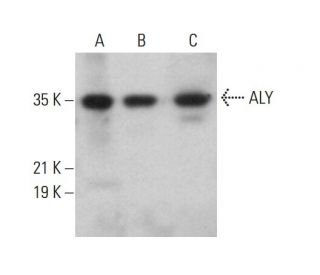 ALY Antibody (4i214) - Western Blotting - Image 377254 
