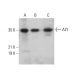ALY Antibody (4i214) - Western Blotting - Image 377254 