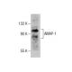 AMAP-1 Antibody (E-5) - Western Blotting - Image 285052