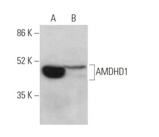 AMDHD1 Antibody (F-3) - Western Blotting - Image 369882 