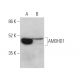 AMDHD1 Antibody (F-3) - Western Blotting - Image 369882 