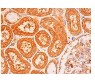 Ameloblastin Antibody (H-2) - Immunohistochemistry - Image 313278 