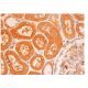 Ameloblastin Antibody (H-2) - Immunohistochemistry - Image 313278 