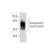 Ameloblastin Antibody (H-2) - Western Blotting - Image 128033