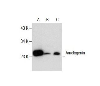 Amelogenin Antibody (F-11) - Western Blotting - Image 160734Each CRISPR/Cas9 Knockout (KO) Plasmid product consists of a pool of 3 plasmids designed to ensure identification and cleavage of a specific gene for maximum knockout efficiency. Each plasmid encodes a unique 20 nt sequence derived from the GeCKO (v2) library.