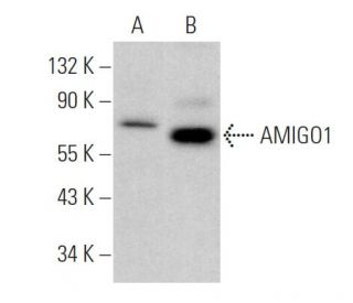 AMIGO1 Antibody (C-10) - Western Blotting - Image 375868 