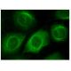 Aminoacylase-1 Antibody (F-6) - Immunofluorescence - Image 152333 