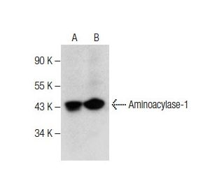Aminoacylase-1 Antibody (F-6) - Western Blotting - Image 282202 