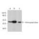 Aminopeptidase P3 Antibody (B-9) - Western Blotting - Image 369834 